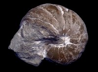 藏品(菊石)的圖片